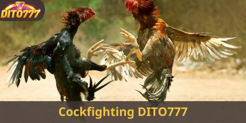 Cockfighting is also popular at DITO777